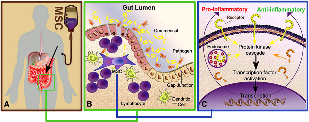 Inflammatory Bowel Disease in Dogs