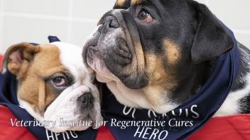 Arthur & Slughorn, two of our Spina Bifida canine heroes